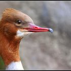 Vergrämter Wasservogel