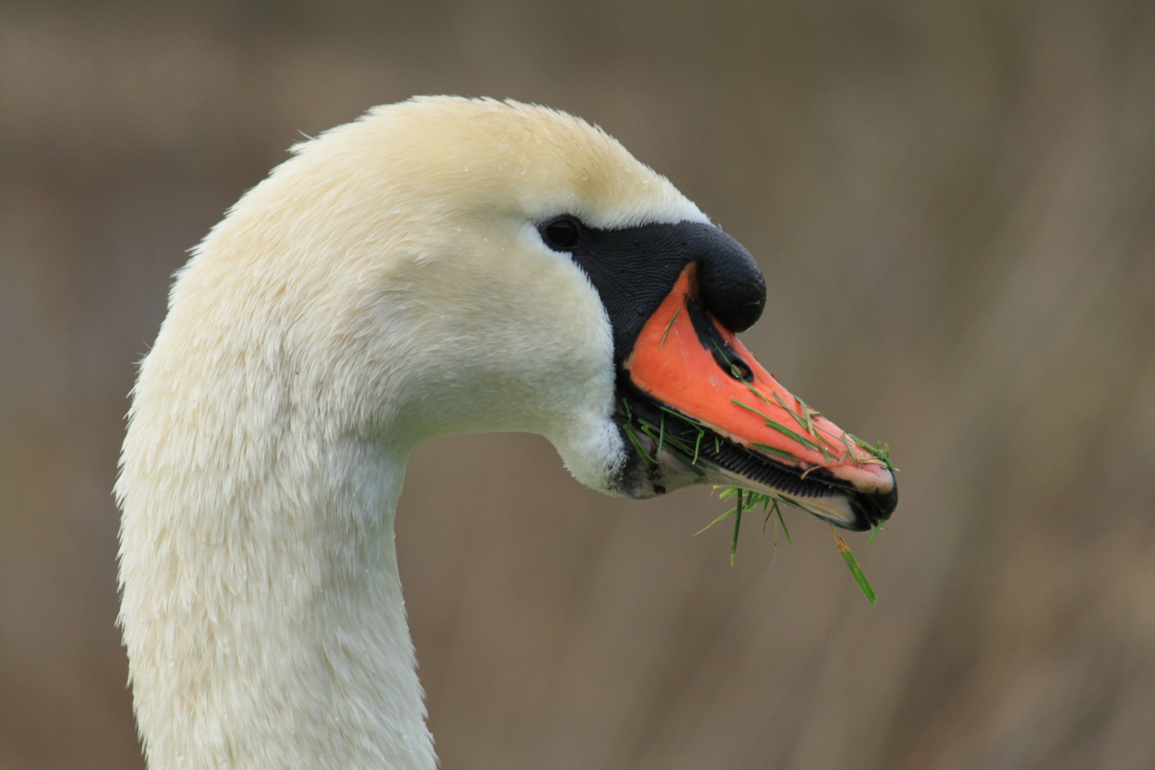 Vergraster Schwan im Profil