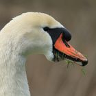 Vergraster Schwan im Profil