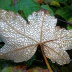 Vergrösserung durch die Natur