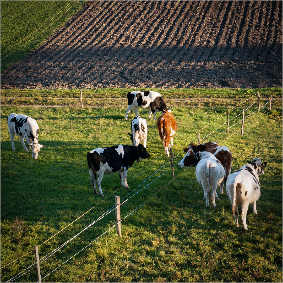 Verhaltensforschung