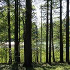 Verheißung hinterm Wald