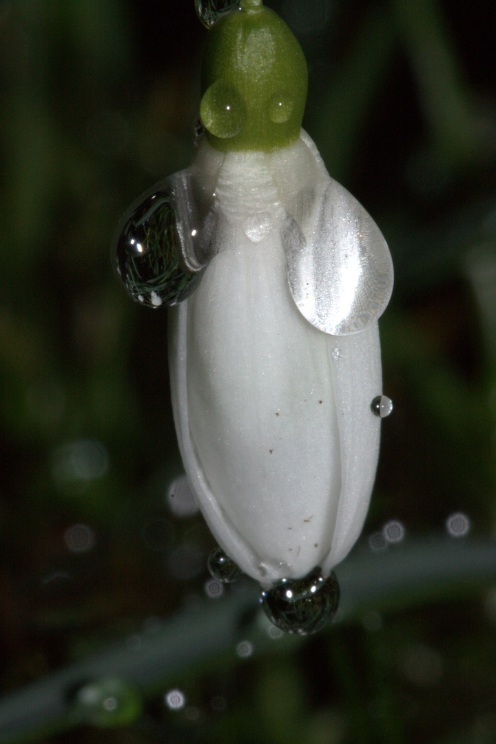 verheultes Schneeglöckchen