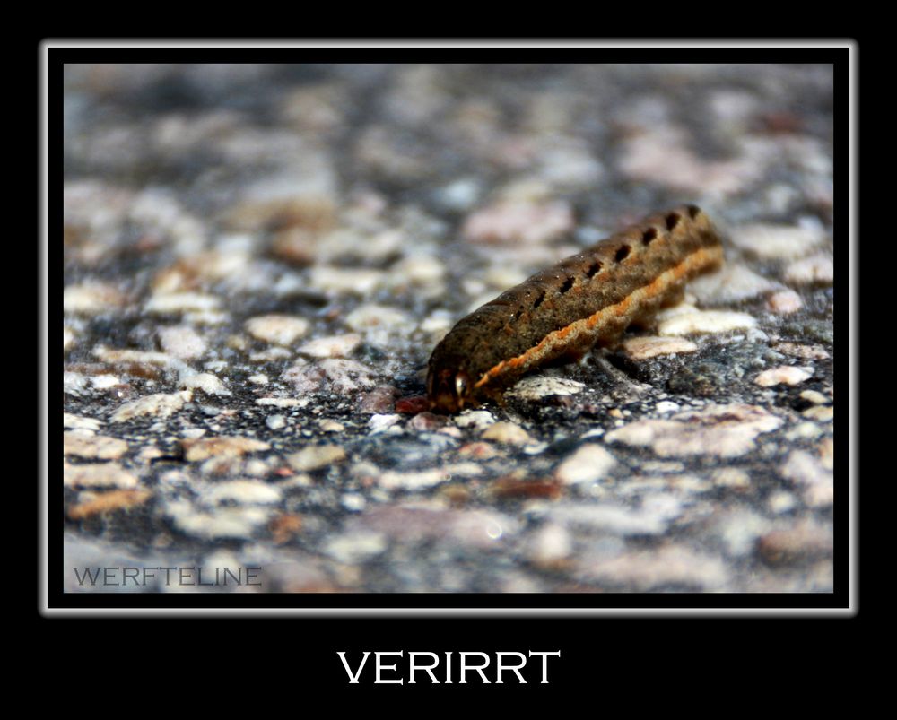 verirrt