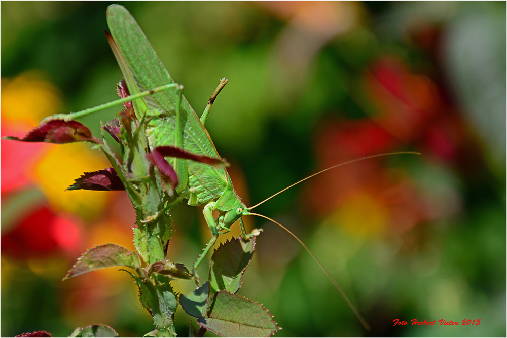 Verirrt in meinem Garten