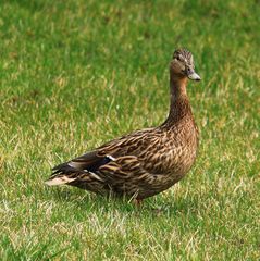 -Verirrt in Nachbars Garten-