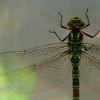 Verirrte Libelle