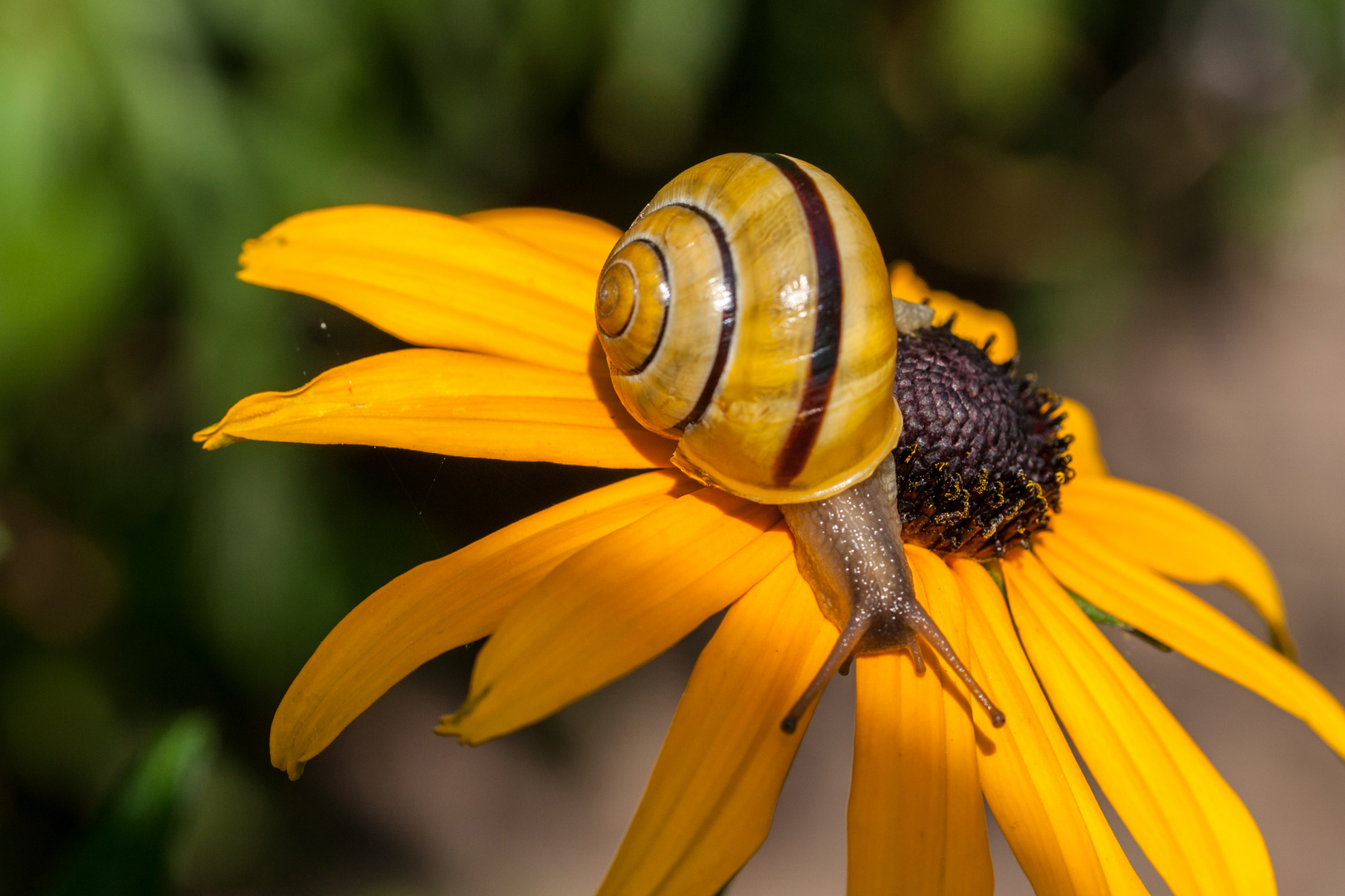 Verirrte Schnecke 