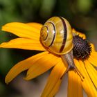 Verirrte Schnecke 