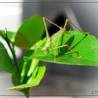 verirrter Hüpfer auf Zitrus Ableger