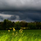 verirrter Raps vor Gewitter