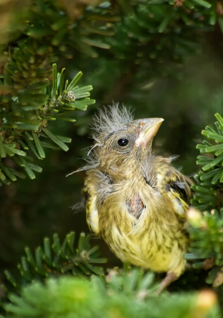 "verirrter Vogel"