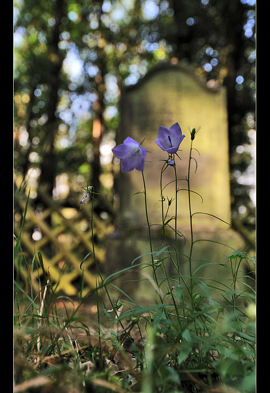 verirrtes Blümchen