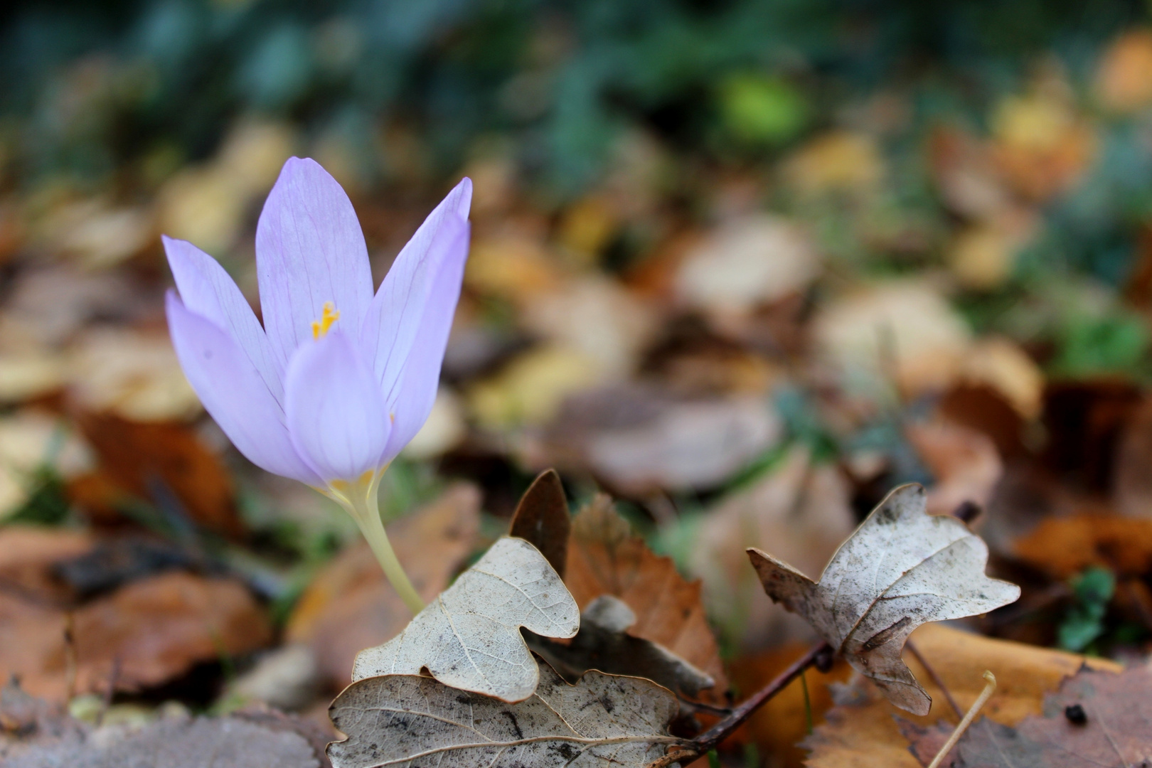 Verirrtes Krokus