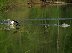 verjag die Gans