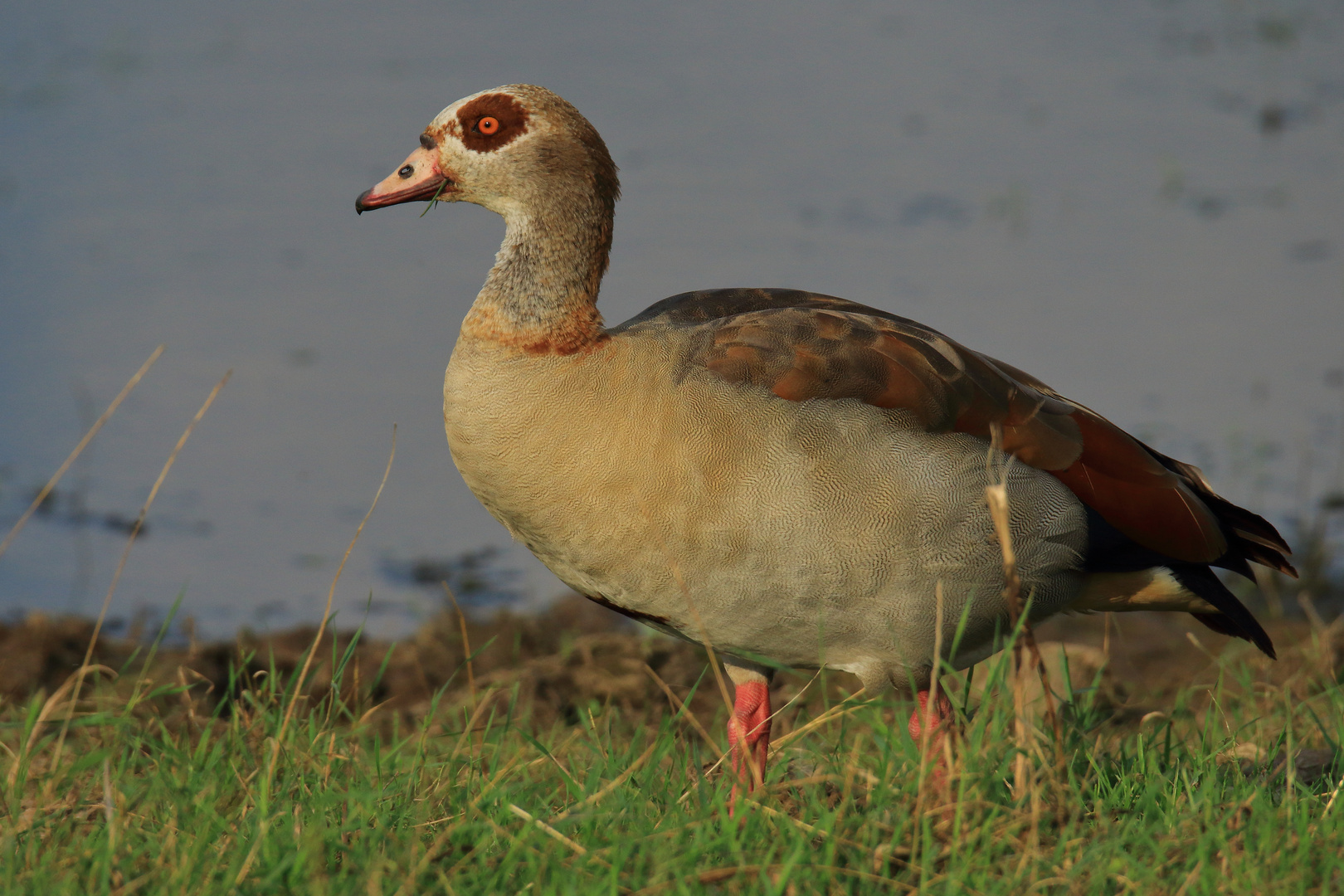 Verkannte Schönheit...Nilgans