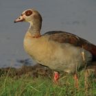 Verkannte Schönheit...Nilgans