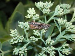 Verkannter Grashüpfer (Chorthippus mollis)