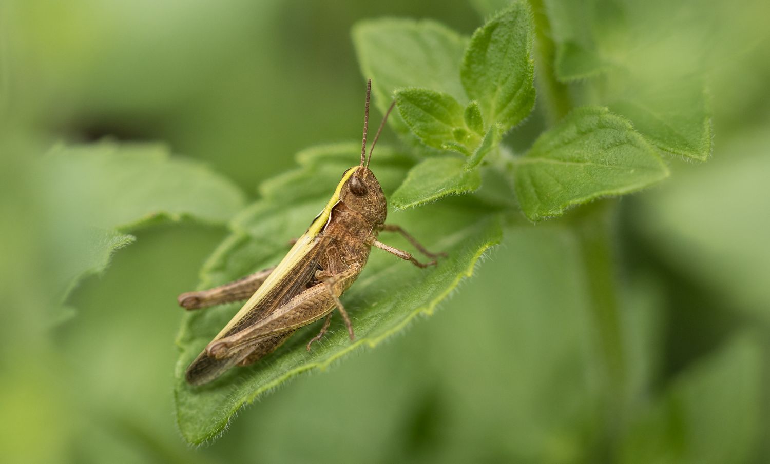 Verkannter Grashüpfer (Chorthippus mollis)