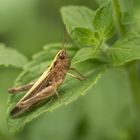 Verkannter Grashüpfer (Chorthippus mollis)