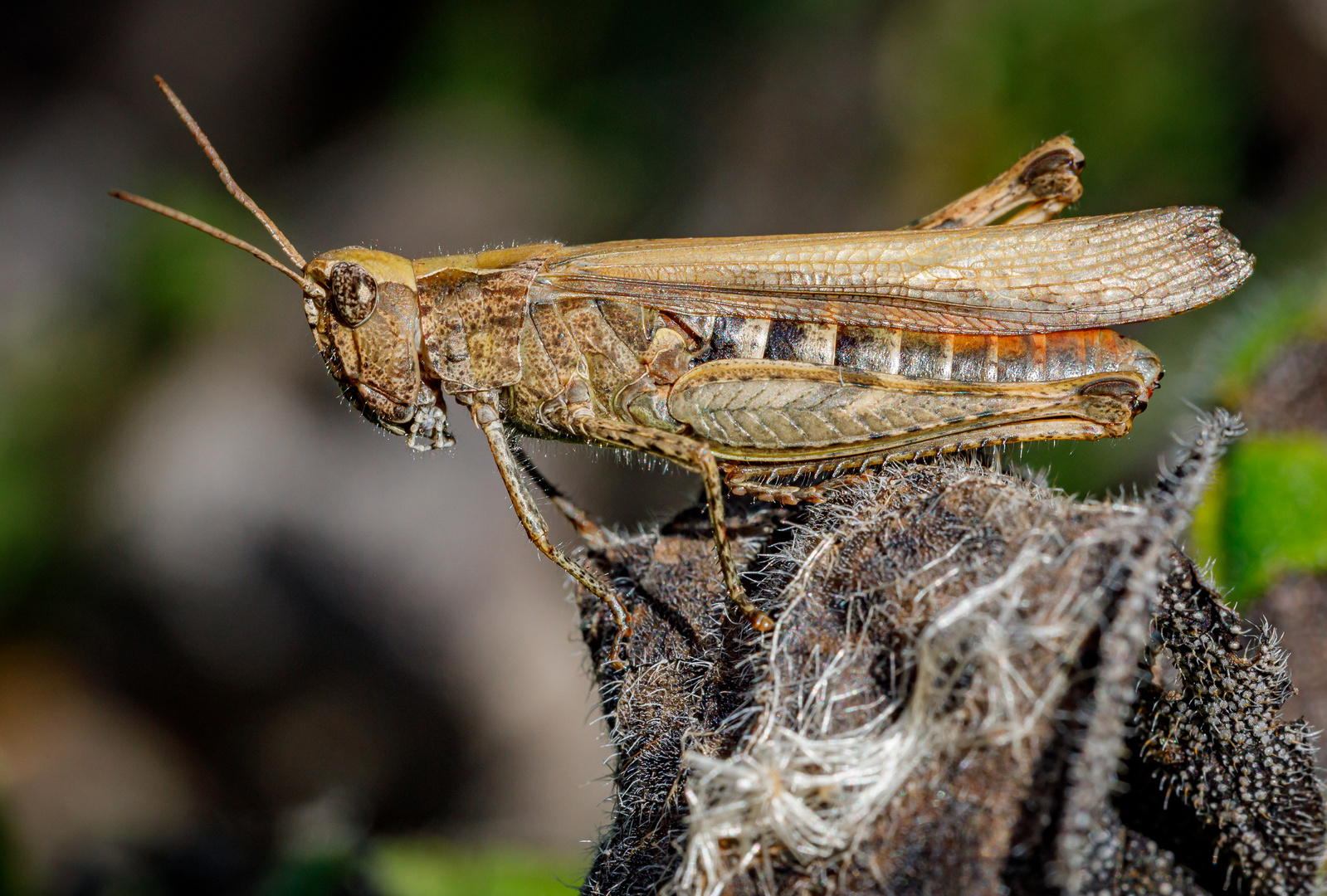 Verkannter Grashüpfer (Chorthippus mollis)