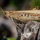 Verkannter Grashüpfer (Chorthippus mollis)