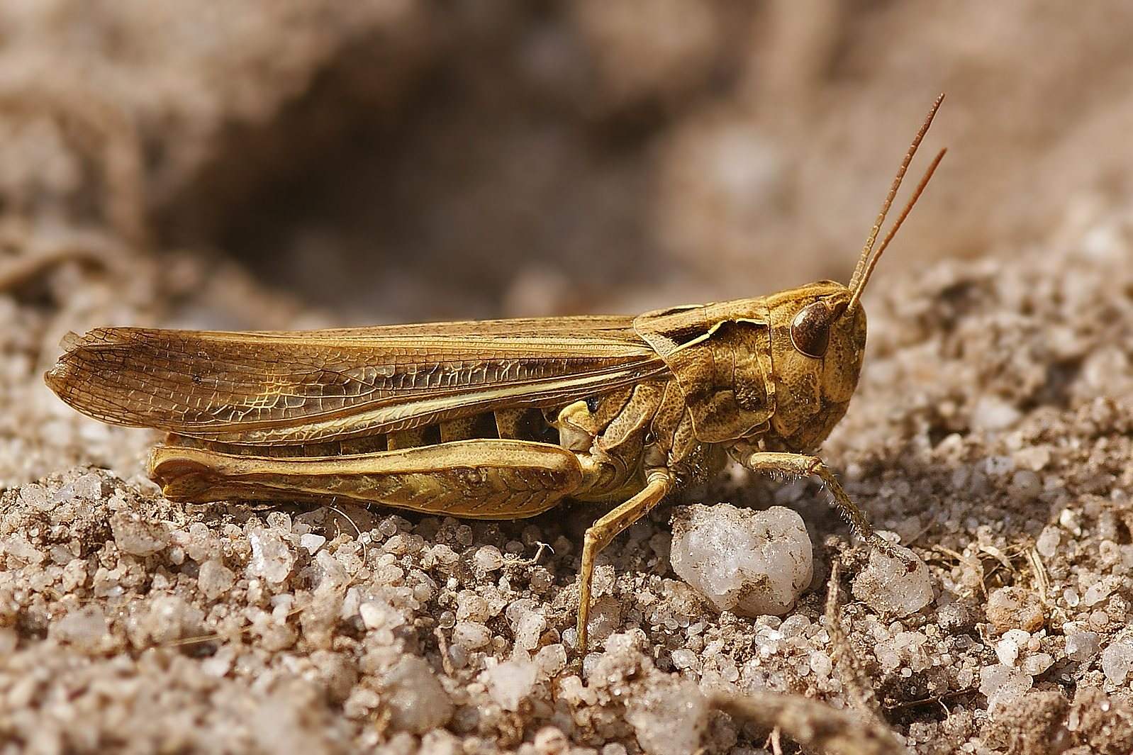 Verkannter Grashüpfer (Chorthippus mollis)