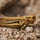 Verkannter Grashüpfer (Chorthippus mollis)