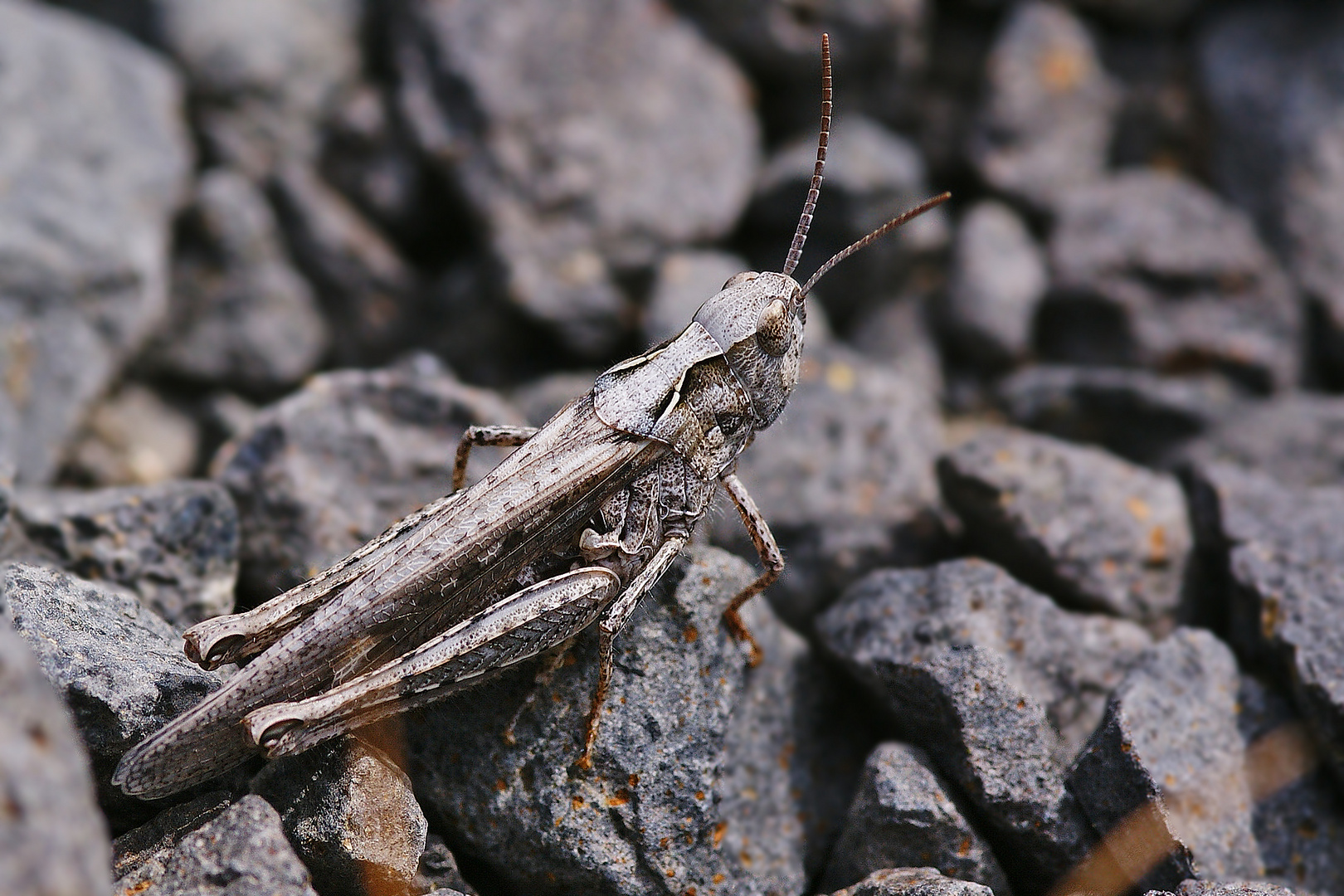 Verkannter Grashüpfer (Chorthippus mollis)