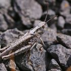 Verkannter Grashüpfer (Chorthippus mollis)