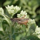 Verkannter Grashüpfer (Chorthippus mollis)