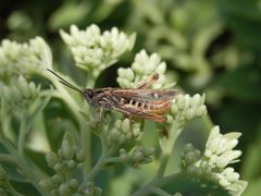 Verkannter Grashüpfer (Chorthippus mollis)