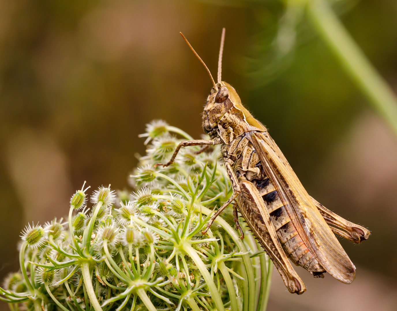 Verkannter Grashüpfer (Chorthippus mollis)