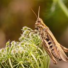 Verkannter Grashüpfer (Chorthippus mollis)