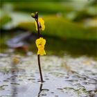 Verkannter Wasserschlauch (Utricularia australis)