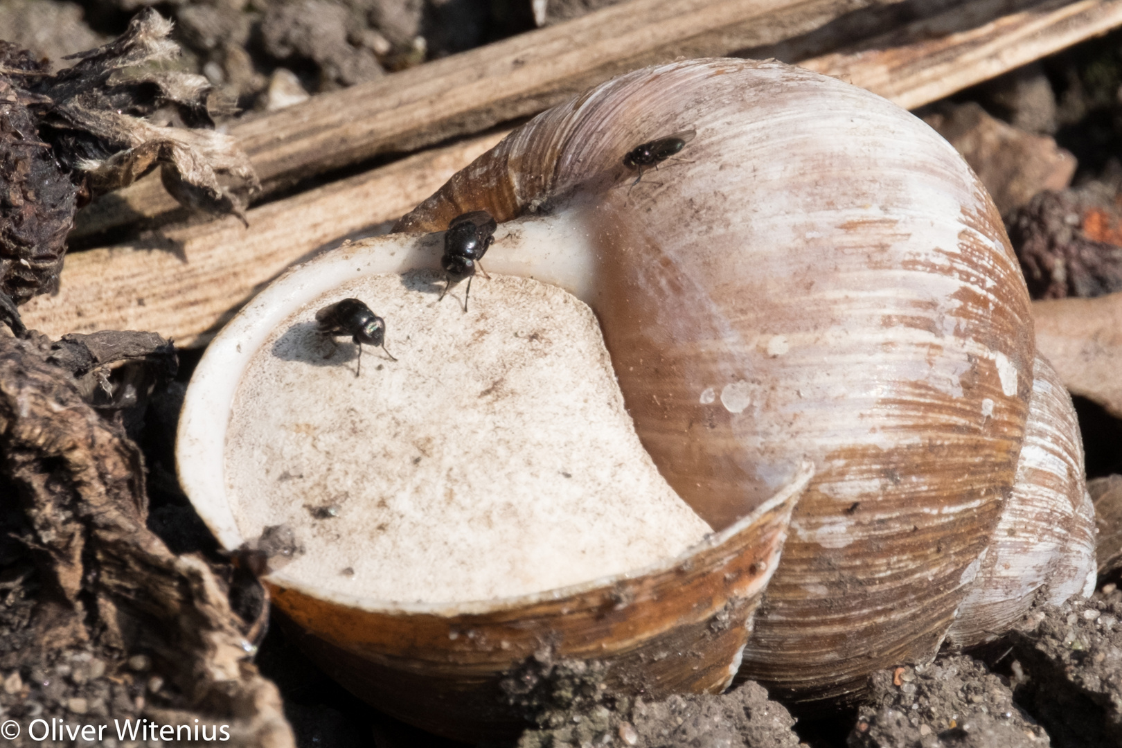 Verkapselte Weinbergschnecke mit Fliegen