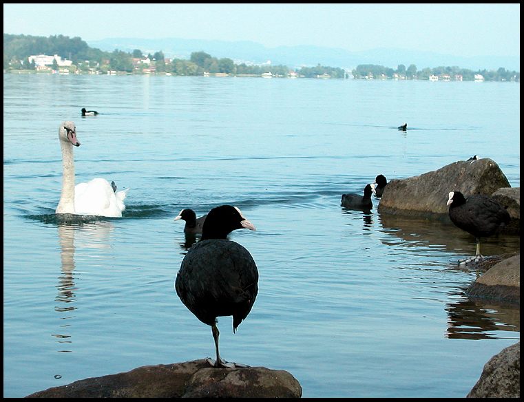 verkehr am see