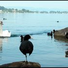 verkehr am see