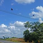 Verkehrslenkung in Costa Rica