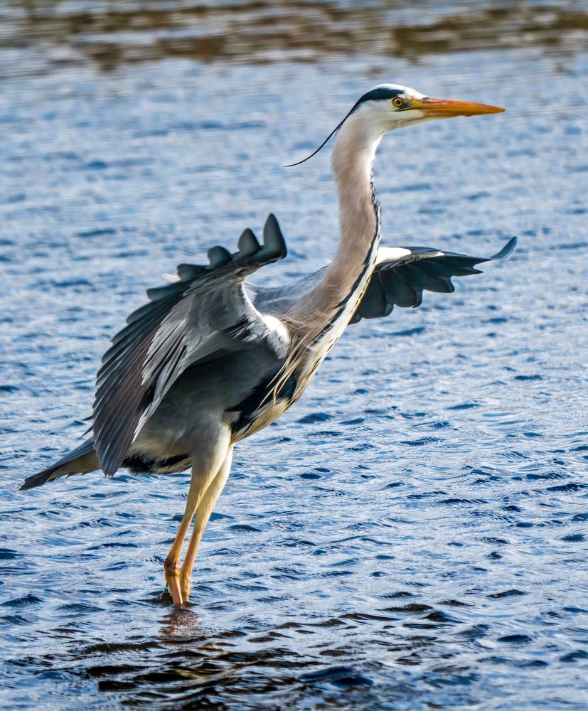 "Verkehrsregelung am Weiher"