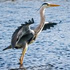 "Verkehrsregelung am Weiher"