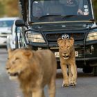 Verkehrsregelung auf afrikanisch