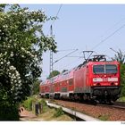 Verkehrsrot in der Blüte...