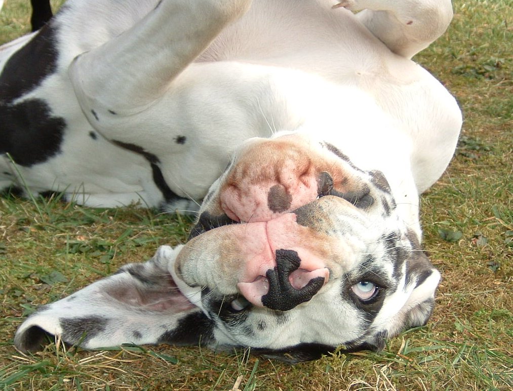 Verkehrt herum... Dogge Sky