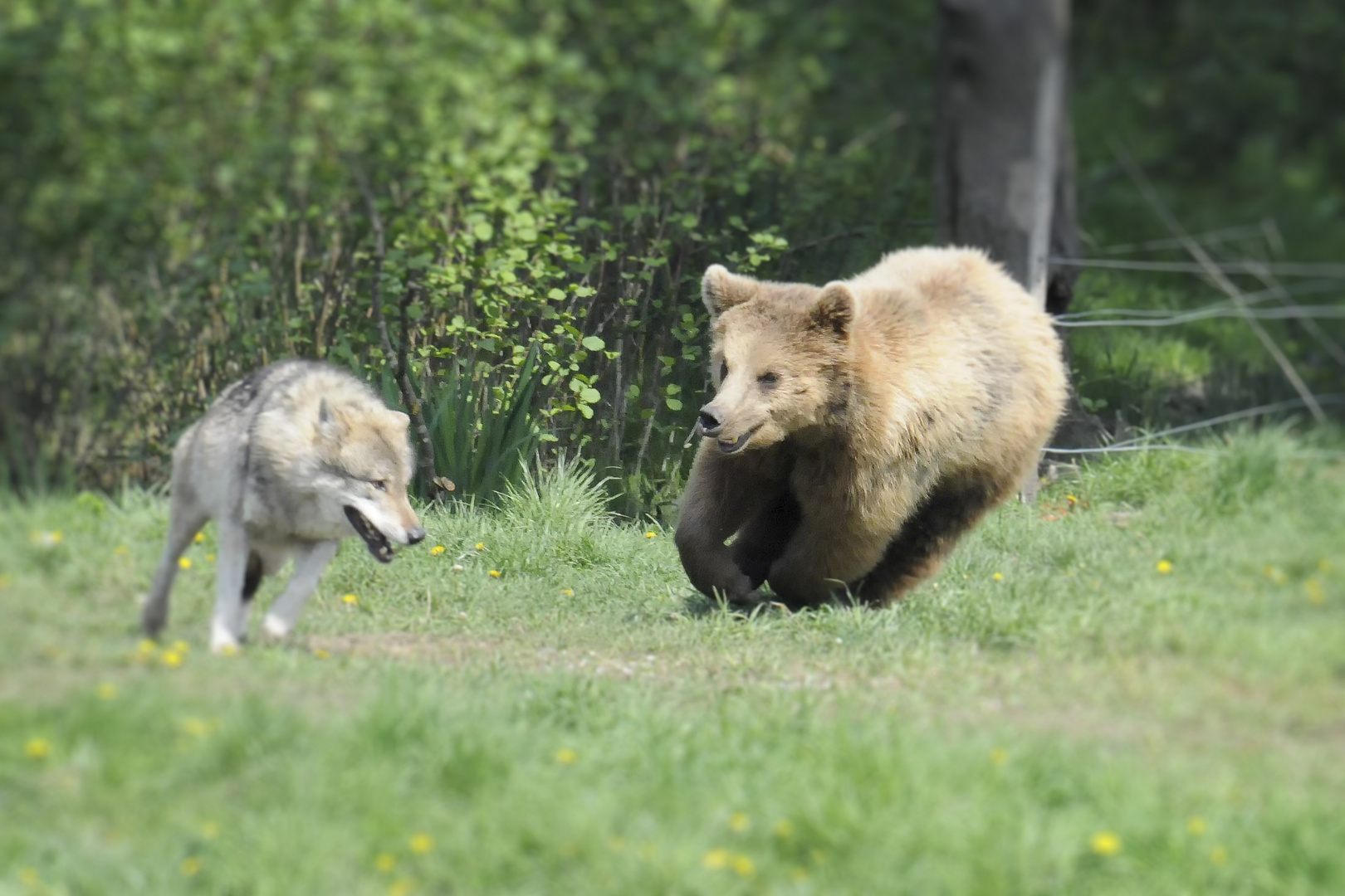 verkehrte Welt: Bär jagt Wolf