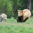 verkehrte Welt: Bär jagt Wolf