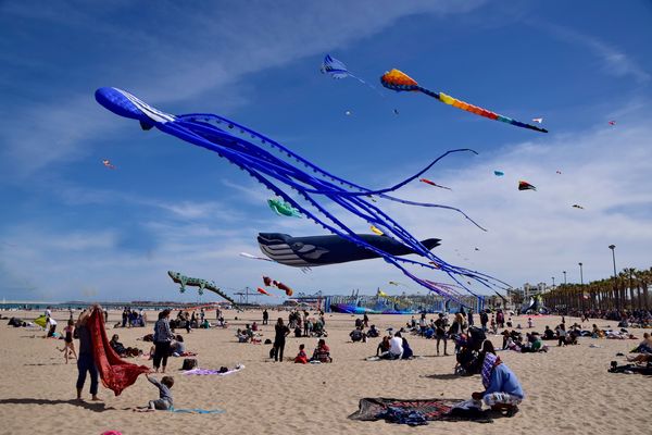 Verkehrte Welt - fliegende Meerestiere