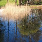 Verkehrte Welt im Teich