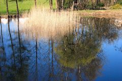 Verkehrte Welt im Teich