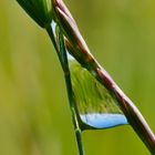 Verkehrte Welt im Wassertropfen